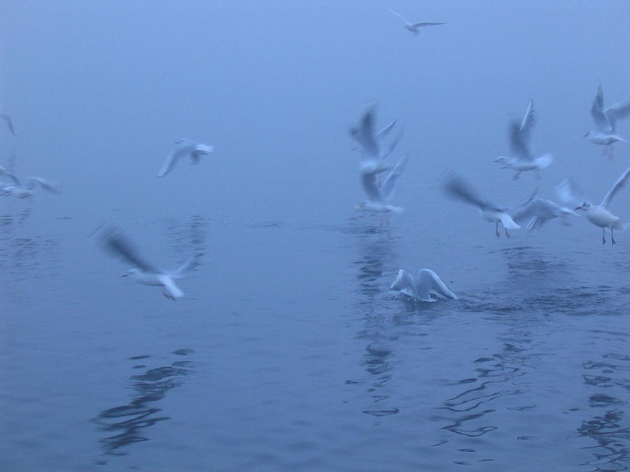 Gulls In The Mist Photograph