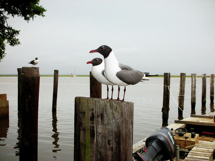 Gulls In Waiting Photograph by Paul Mashburn