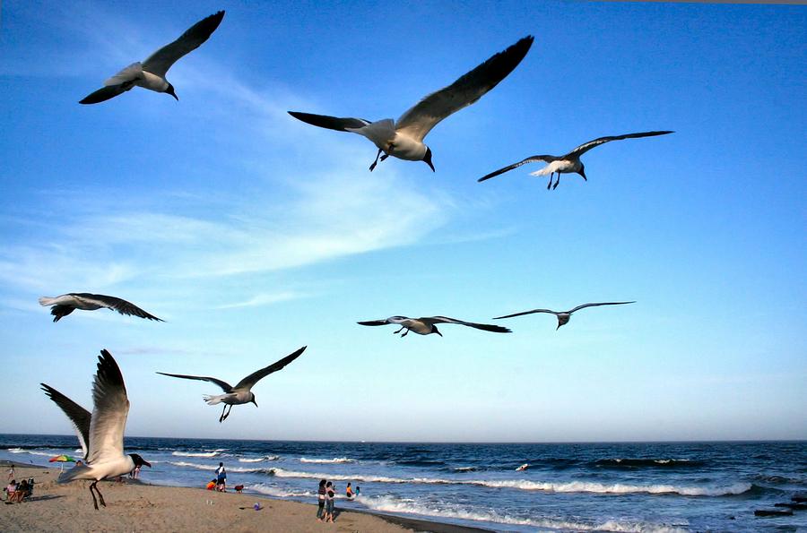 Gulls Photograph by John Loreaux