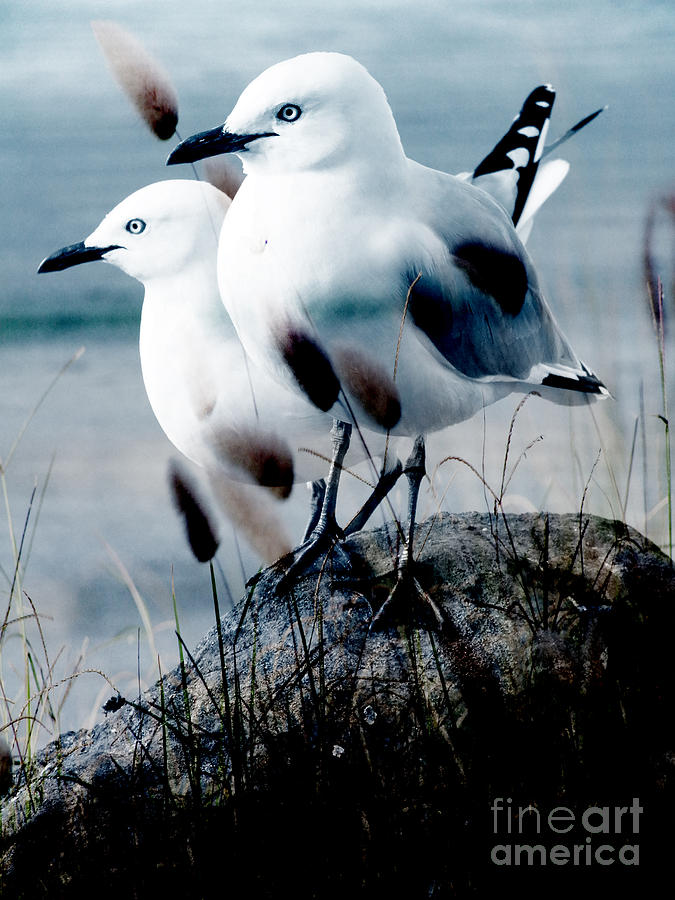 Gulls Photograph by Karen Lewis