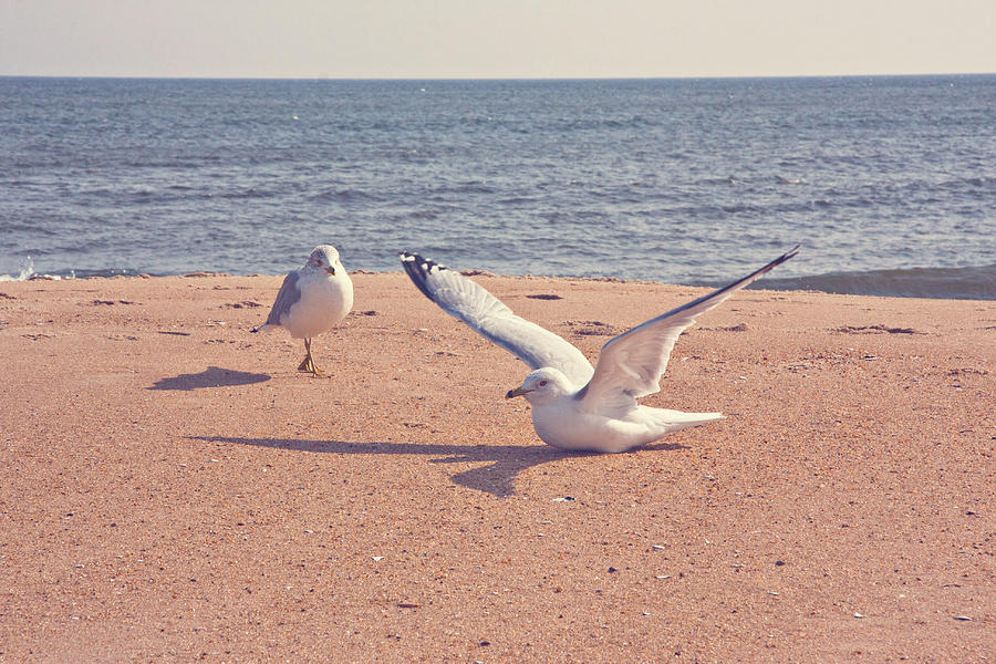 Gulls Photograph by Kelley Nelson