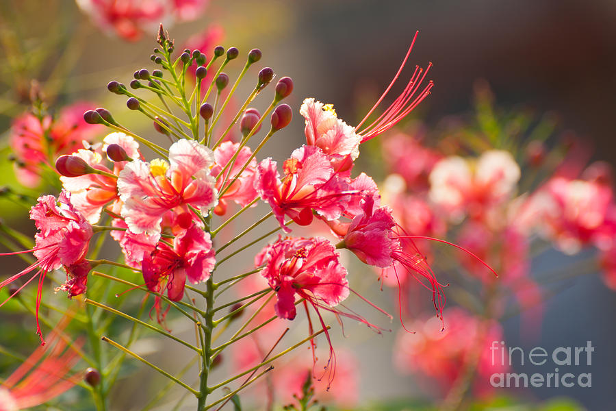 10+ Gulmohar Tree Pic Stock Videos and Royalty-Free Footage - iStock