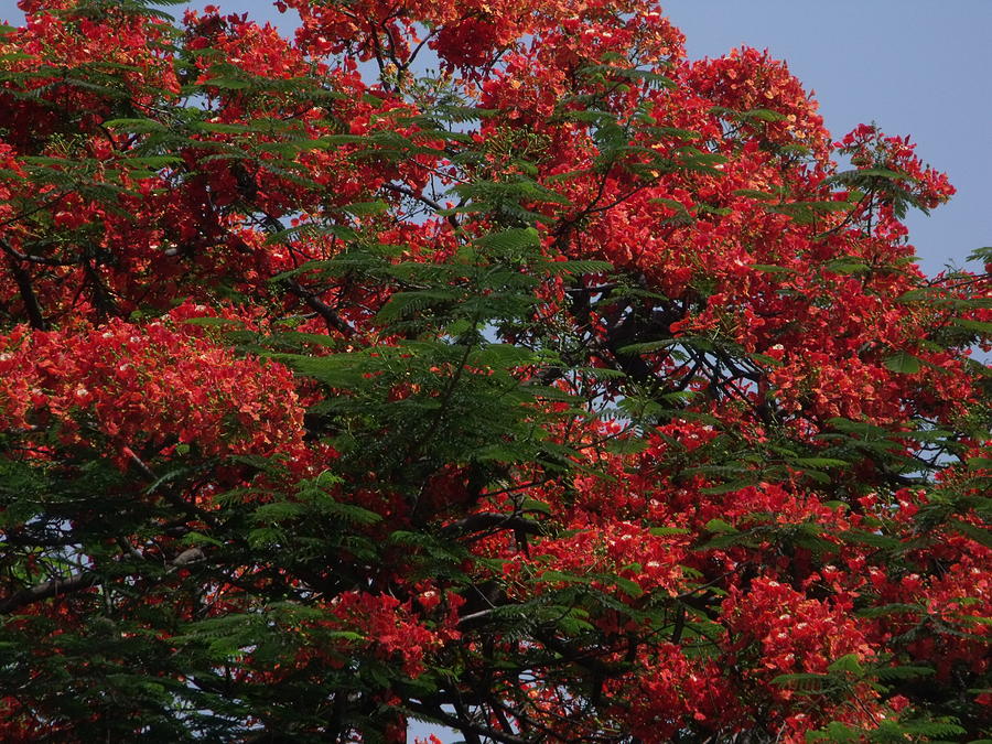 Gulmohar Tree In Full Bloom Photograph by Rajan Advani