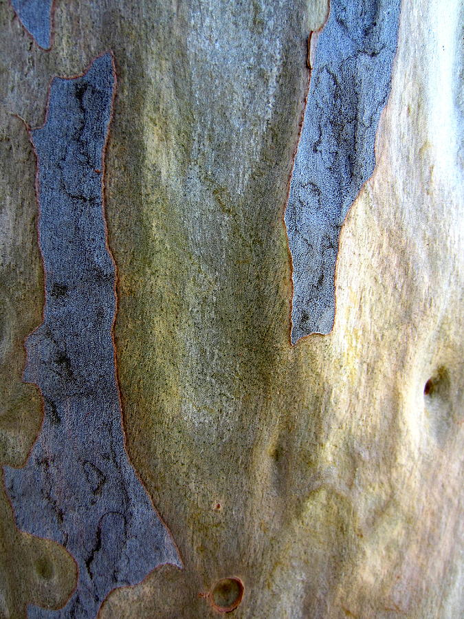 Gum tree bark Photograph by Roberto Gagliardi
