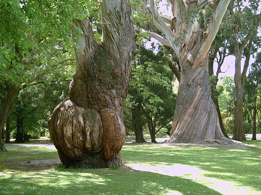 Gum Trees Photograph - Gum Trees by Joyce Woodhouse Gum Trees Photograph - Gum Trees by Joyce Woodhouse