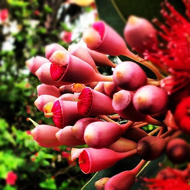 Gumnut Photograph - #gumnut Blossoms by Shayle Graham