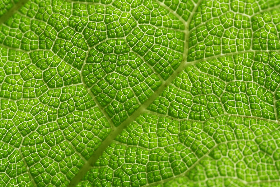 Gunnera Photograph by Liz Stott | Fine Art America