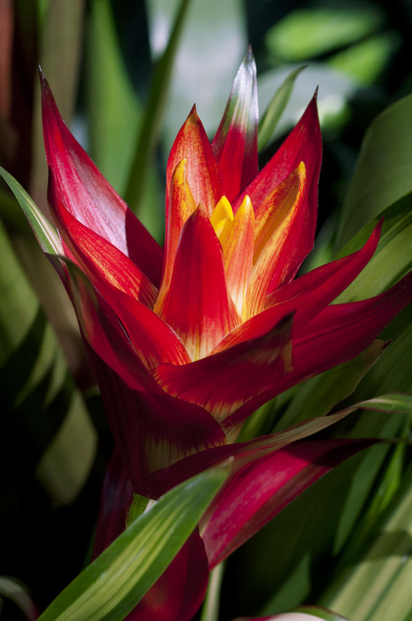 Guzmania Flower Photograph by Joe Carini - Printscapes