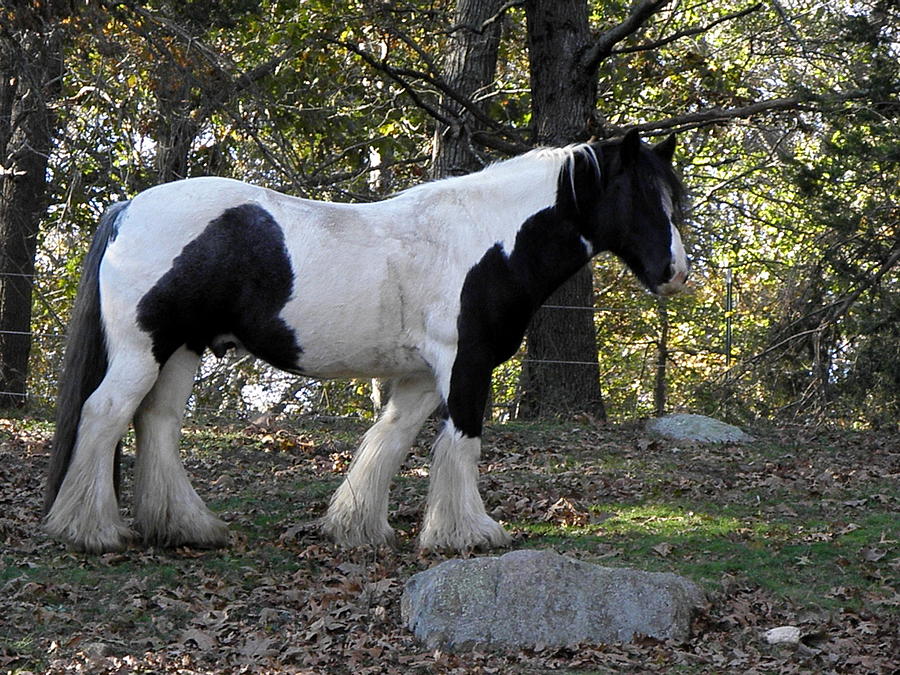 Gypsy Vanner Stallion posing Photograph by Kim Galluzzo
