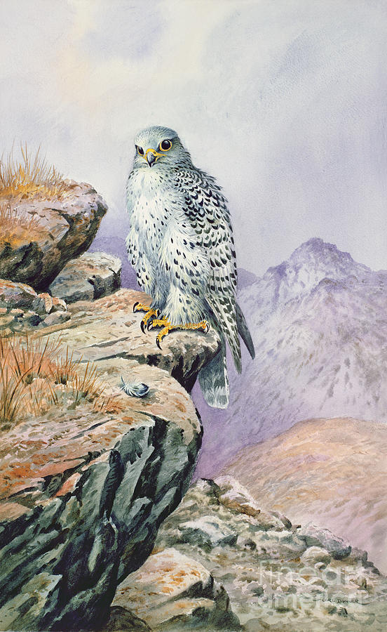 Gyrfalcon Painting by Carl Donner