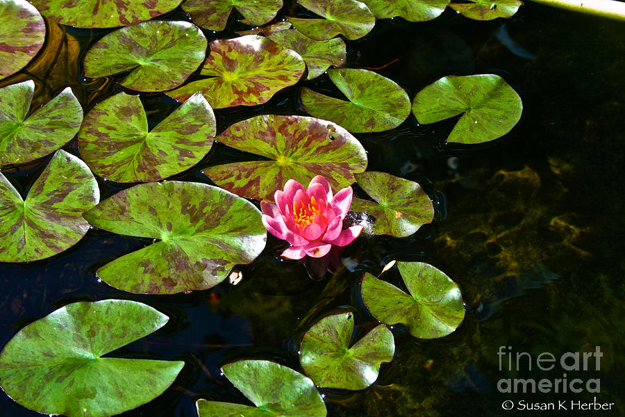 H2O Lily Photograph by Susan Herber