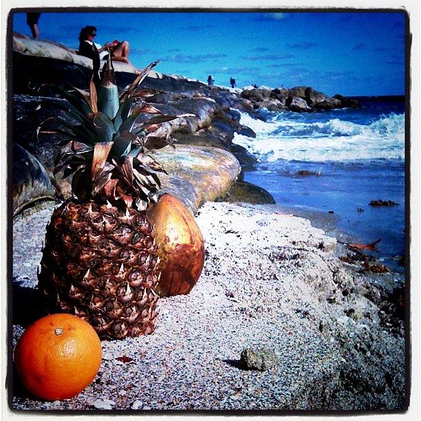 Coconut Photograph - Ha. #pineapple #coconut #orange #rocks by Emily W