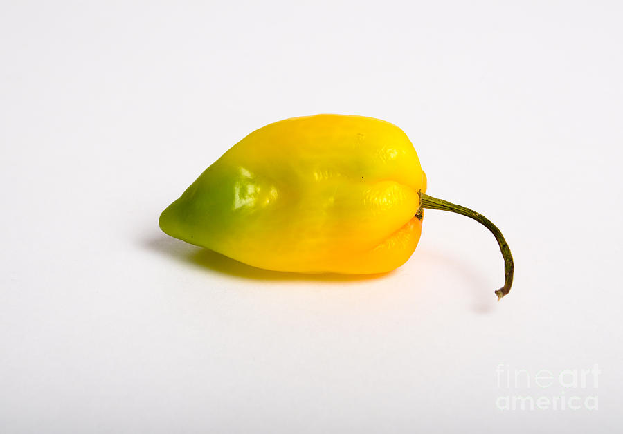 Habanero Chili Pepper Photograph by Photo Researchers, Inc.