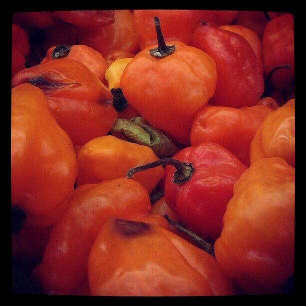 Orange Photograph - Habanero Peppers by Leo Pals