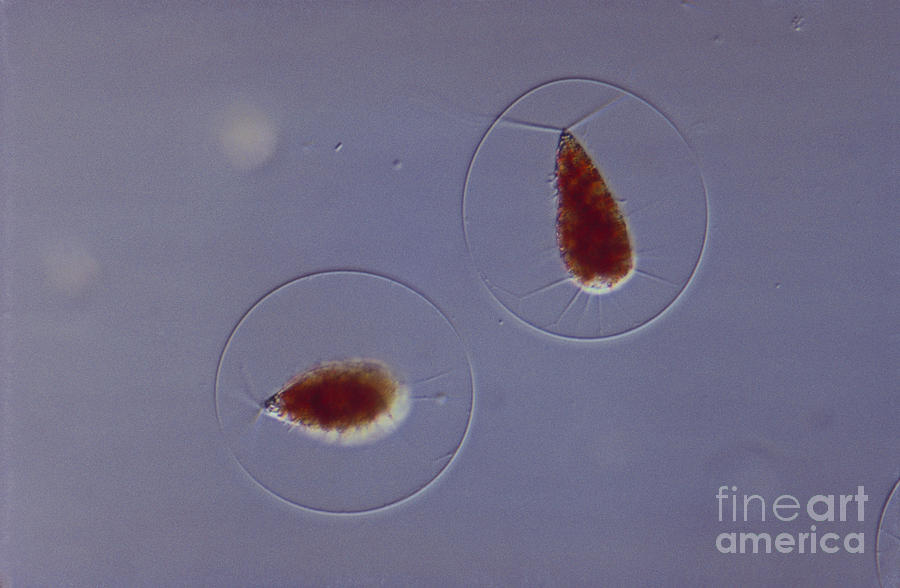 Science Photograph - Haematococcus Sp. Green Algae, Lm by M. I. Walker