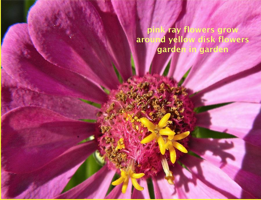 Haiku Floral Photograph by Randy Rosenberger