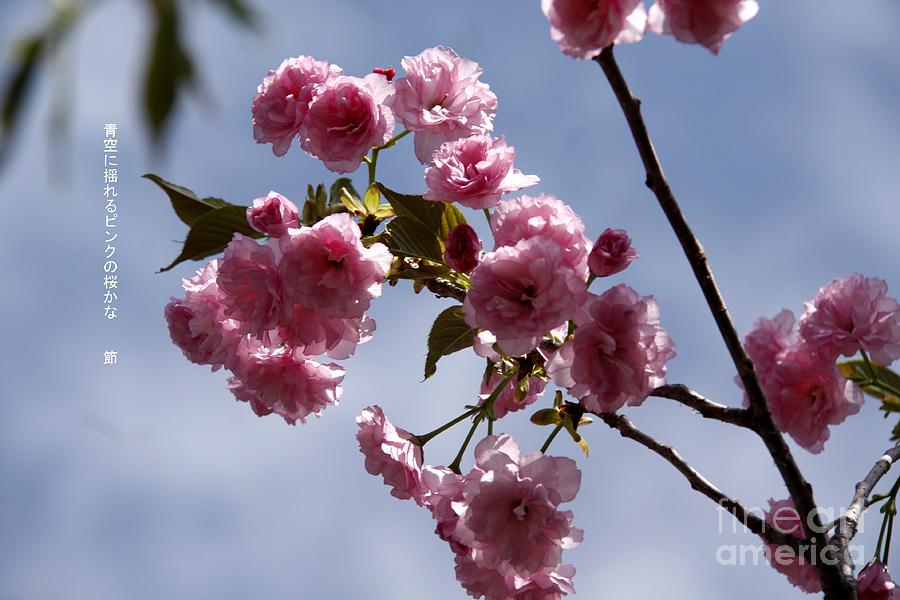 Haiku with Cherry blossom Photograph by Yumi Johnson