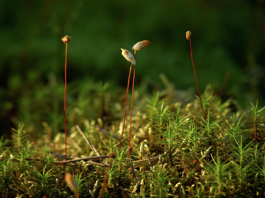 Summer Photograph - Haircap moss by Jouko Lehto