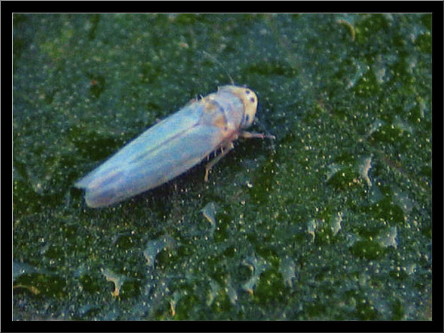 Hairline-size Blue Insect Photograph by Glenn Bautista - Fine Art America