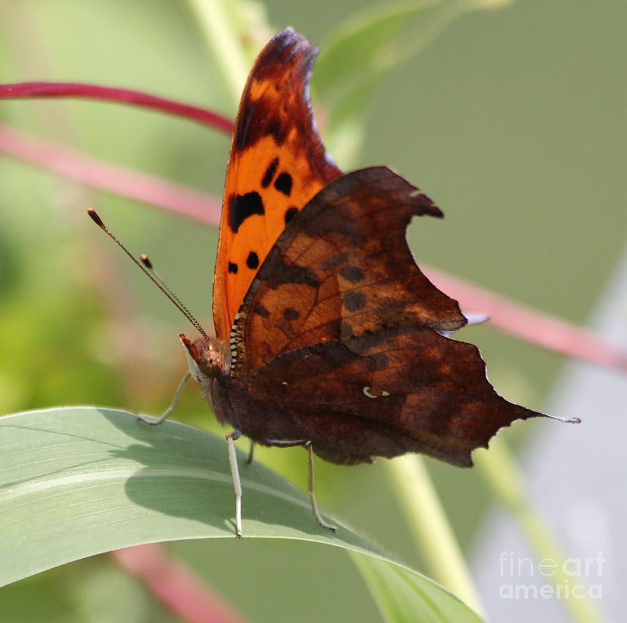 Butterfly Photograph - Hairy Eyeball by Jack Schultz
