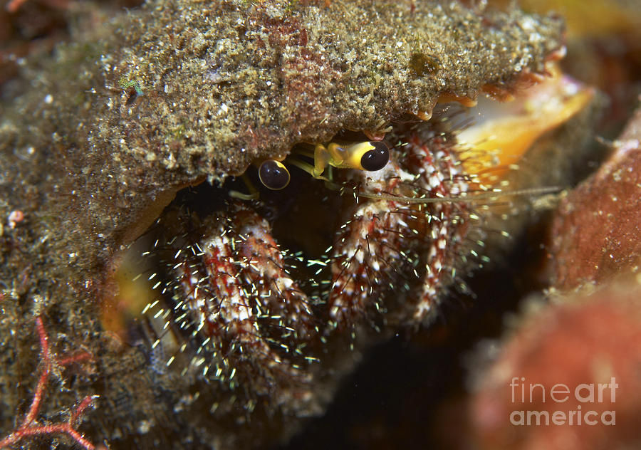 Hairy-legged Hermit Crab Emerging Photograph