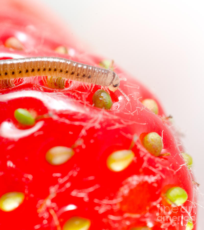 Hairy Strawberry Millipede Cylindroiulus Punctatus Feeding On A Strawberry Photograph