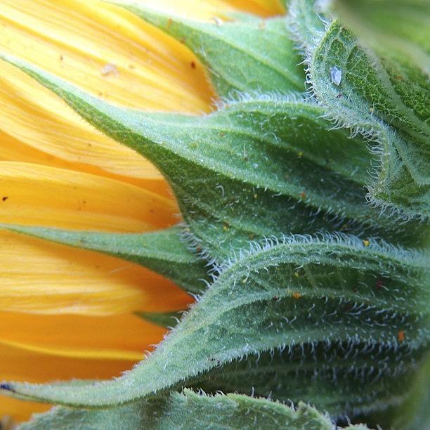 Sunflower Photograph - Hairy by Travel Designed