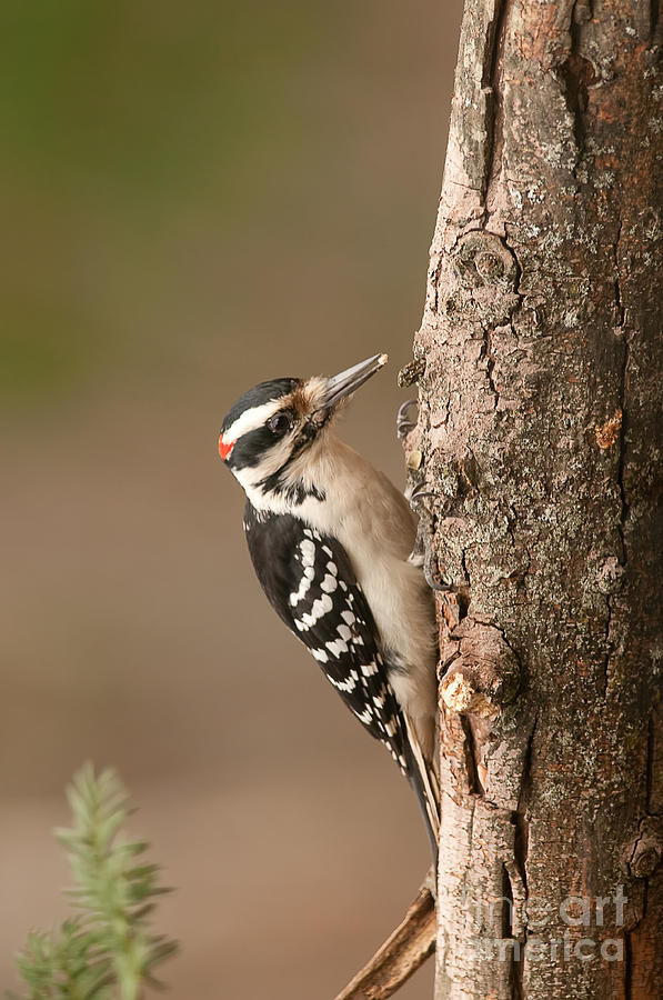 Hairy Woodpecker Photograph by Jean A Chang