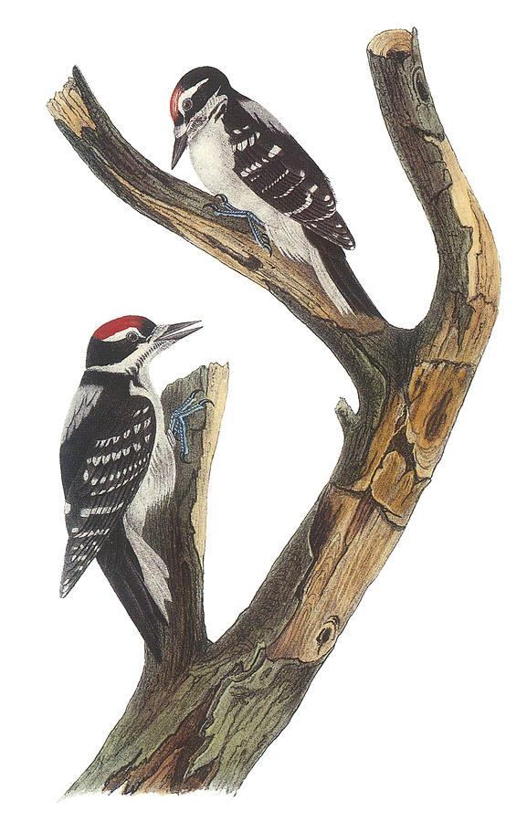 John James Audubon Painting - Hairy Woodpecker by John James Audubon