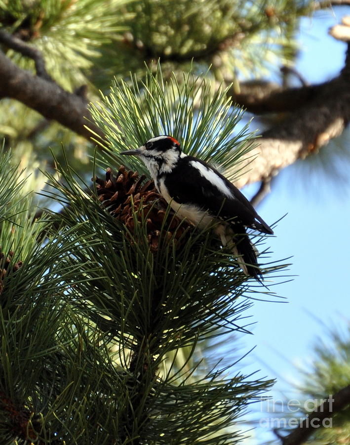 Hairy Woodpecker on Pine Cone Photograph by Dorrene BrownButterfield
