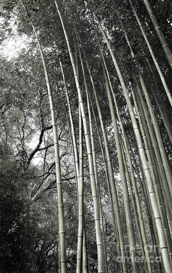Hakone Bamboo 1 Photograph by Ellen Cotton
