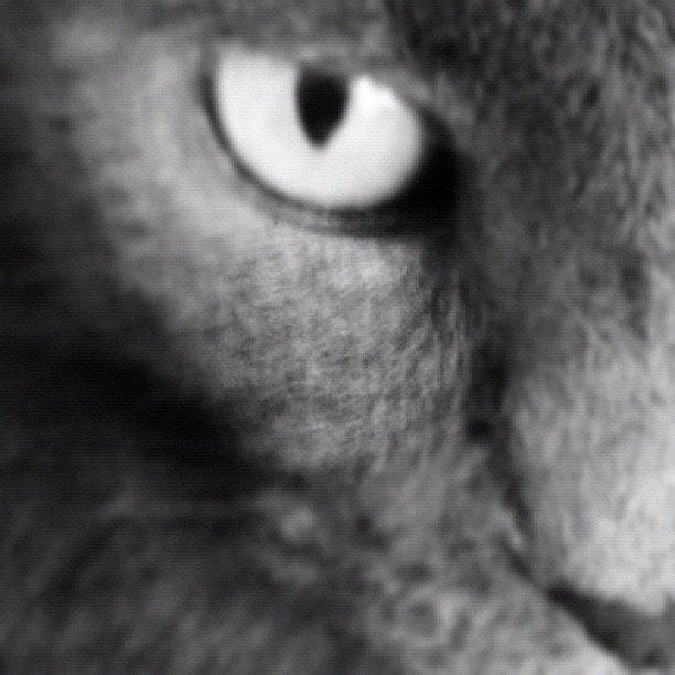 Camera Photograph - Half Cat by Cameron Bentley