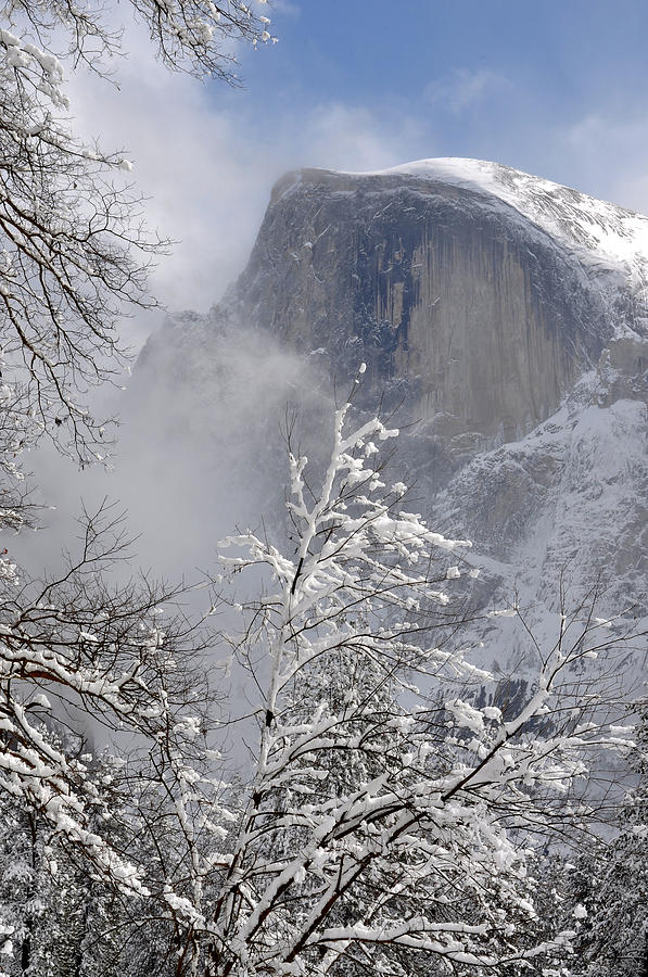 Half Dome Yosemite National Park California Photograph by Marsha Williamson Mohr