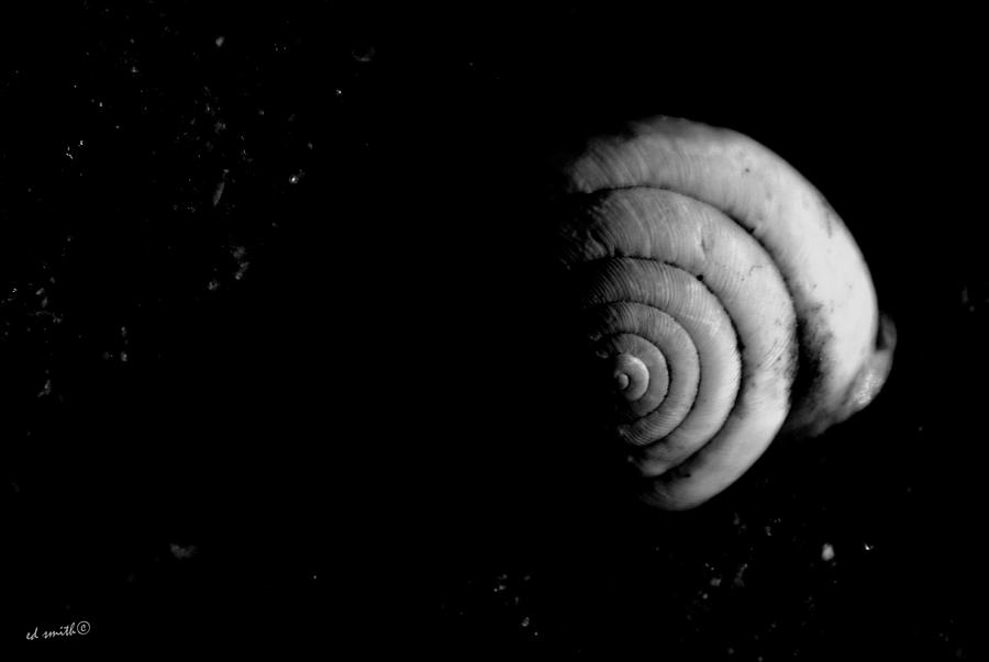 Shell Photograph - Half Moon by Edward Smith