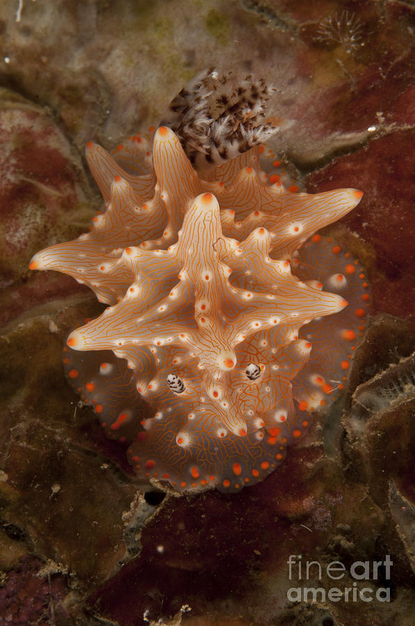 Halgerda Batangas Nudibranch, North Photograph by Mathieu Meur