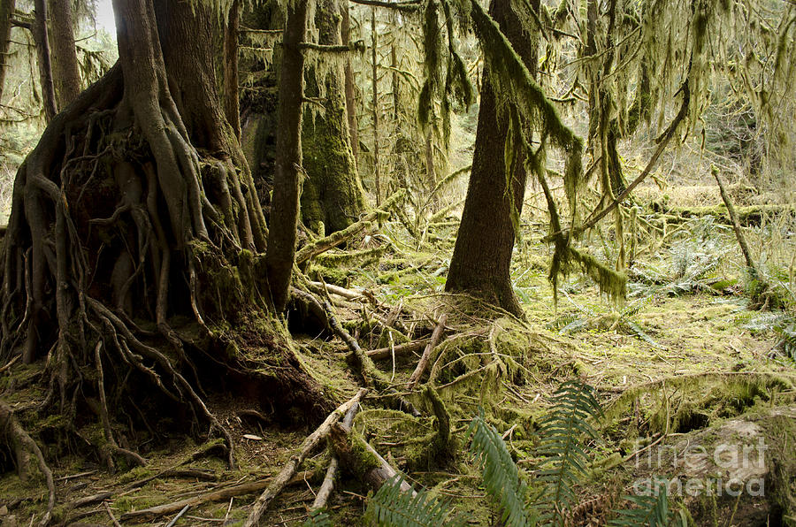 Hall of Mosses Photograph by Heather Applegate