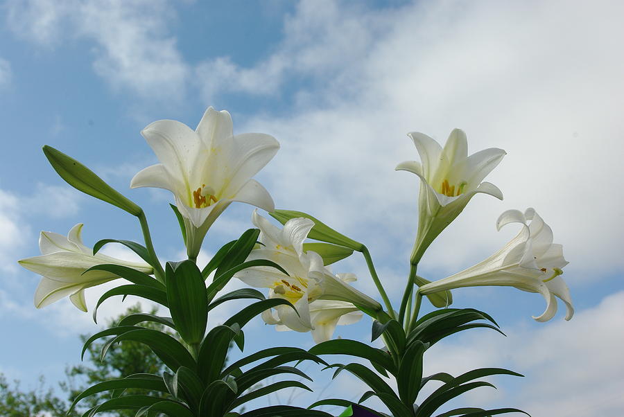 Hallelujah Lilies Photograph by Robyn Stacey - Fine Art America