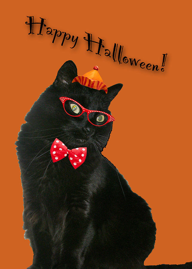 Halloween Card - Black Cat Ready to Party Photograph by Carol Senske