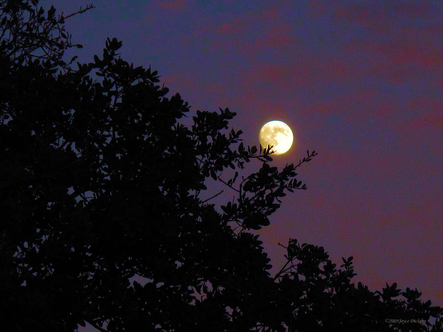 Tree Photograph - Halloween Moon 2009 by Joyce Dickens