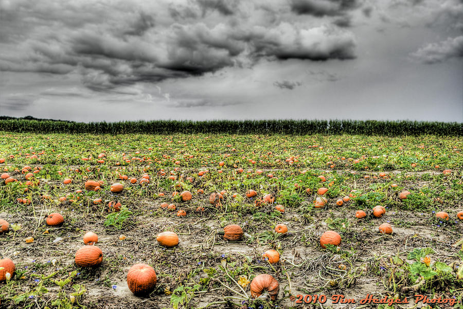 Halloween on Johnson's Corner Farm Photograph by Timothy Hedges Fine