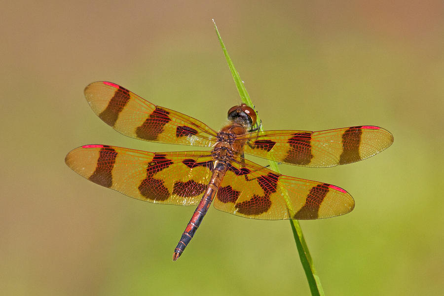 Halloween Pennant Photograph by David Freuthal