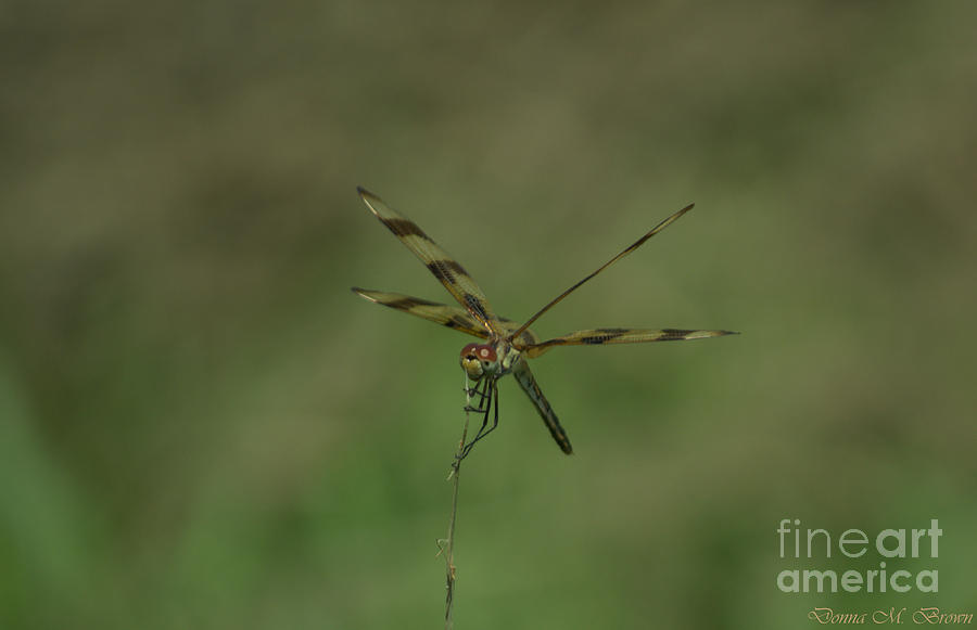Halloween Pennant Dragonfly 2 Photograph by Donna Brown