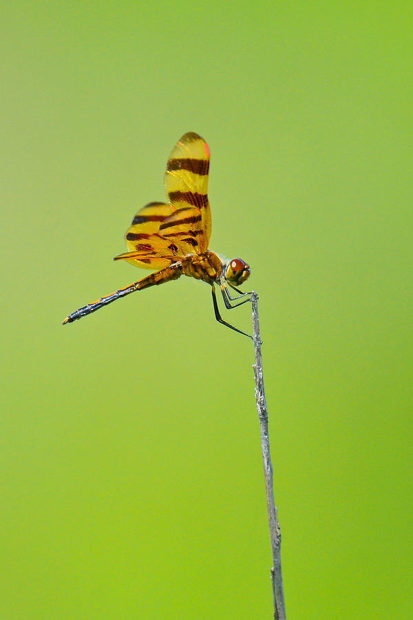 Halloween Pennant Dragonfly Photograph by Alan Lenk
