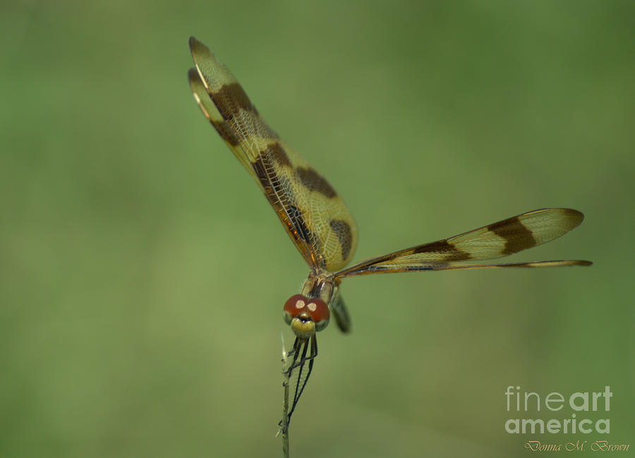 Halloween Pennant Dragonfly  Photograph by Donna Brown