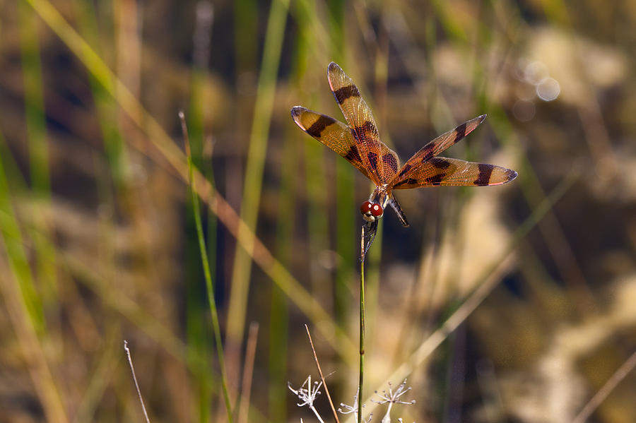 Halloween Pennant Dragonfly Photograph by Ed Gleichman