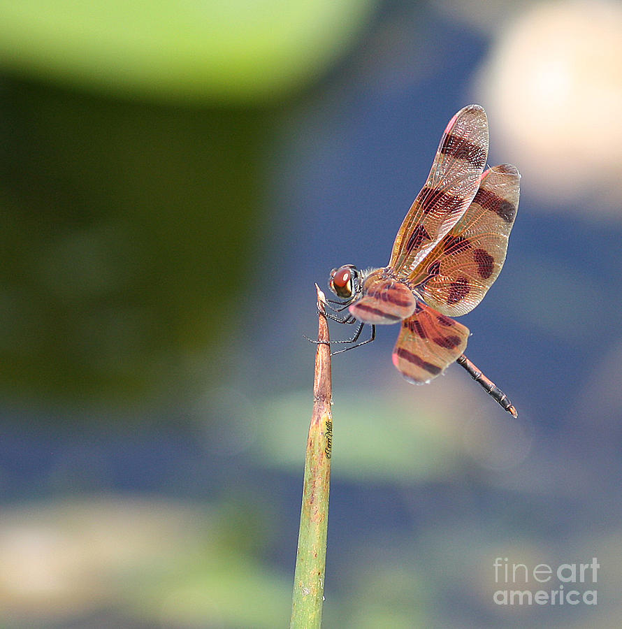 Halloween Pennant Dragonfly Photograph by Terri Mills