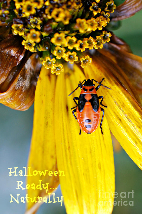 Halloween Ready Naturally   Photograph by Lila Fisher-Wenzel