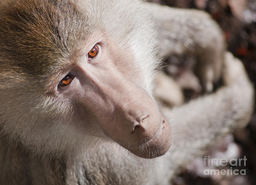 Hamadryas baboon portrait Photograph by Andrew  Michael