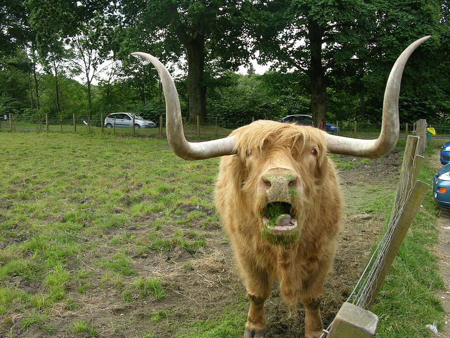Hamish Highland Bull Photograph by Keith Stokes