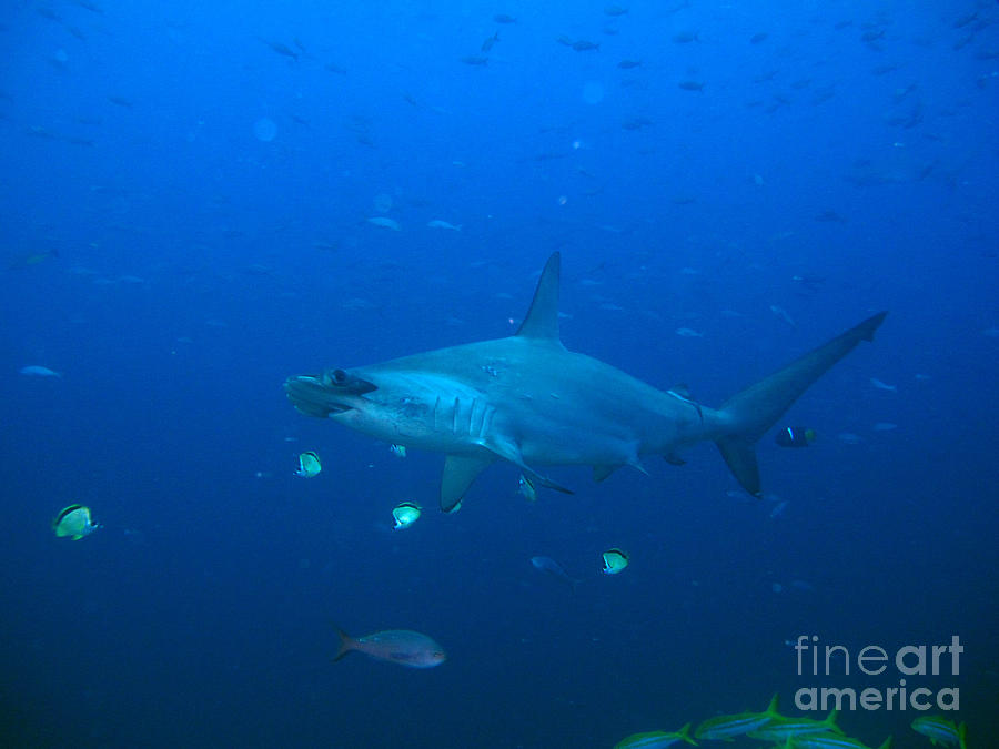 Hammerhead Shark Photograph - Hammerhead Shark by Pedro Capelossi